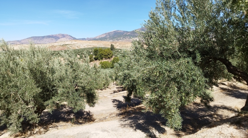 Jaén - Hinojares - 160000m2