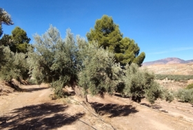 Hinojares 160000&nbsp;м²