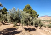 Non-developable land for sale on A-315, Hinojares, ref: TR56266 photo