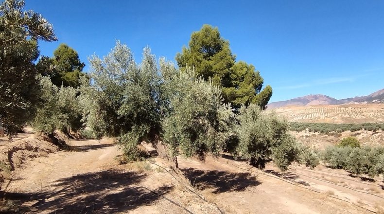 Jaén - Hinojares - 160000m2