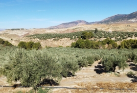 Hinojares 160000&nbsp;м²