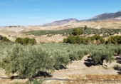 Non-developable land for sale on A-315, Hinojares, ref: TR56266 photo