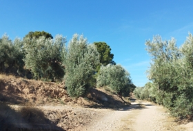 Hinojares 160000&nbsp;м²