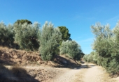 Non-developable land for sale on A-315, Hinojares, ref: TR56266 photo