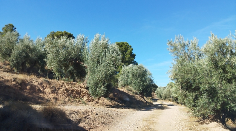 Jaén - Hinojares - 160000m2