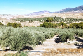 Hinojares 160000&nbsp;м²