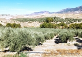 Non-developable land for sale on A-315, Hinojares, ref: TR56266 photo