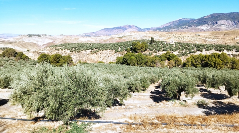 Jaén - Hinojares - 160000m2