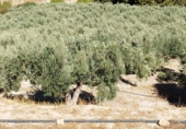 Non-developable land for sale on A-315, Hinojares, ref: TR56266 photo
