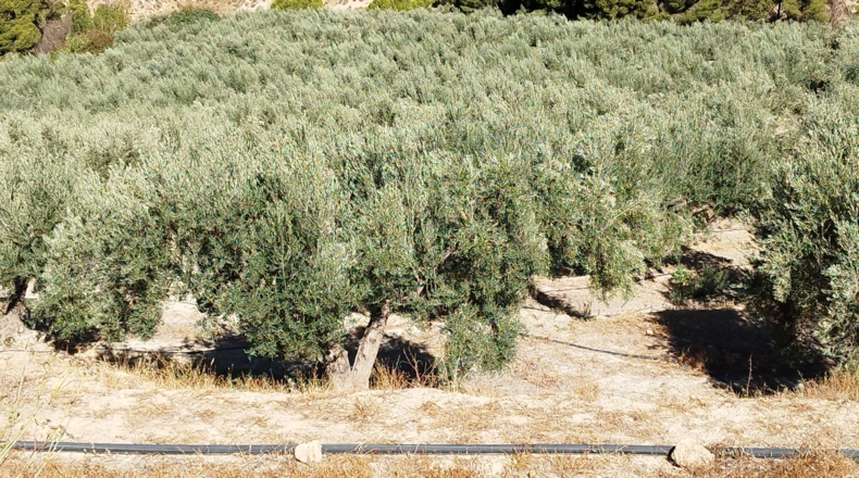 Jaén - Hinojares - 160000m2