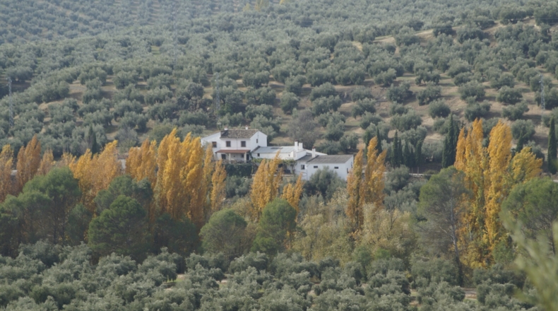 Jaén - Iznatoraf - 25000m2