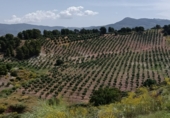 Rural estate for sale on a 50, Villanueva del Arzobispo, ref: TR56843 photo