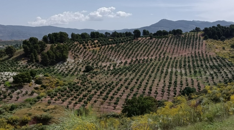 Jaén - Villanueva del Arzobispo - 3500000m2