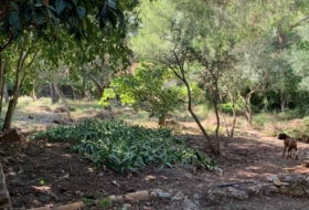 Foto 11