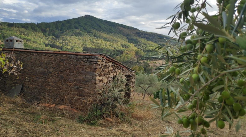 Cáceres - Villanueva de la Sierra - 40000m2