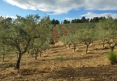 Rural estate for sale on Carretera, Villanueva de la Sierra, ref: TR56979 photo