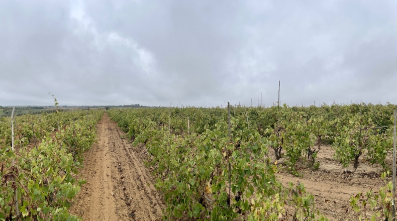 Huelva - Villalba del Alcor - 21193m2