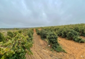 Земля, подлежащая урбанизации на продажу у города Villalba del Alcor Фото