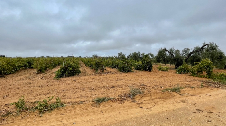 Huelva - Villalba del Alcor - 21193m2