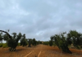 Земля, подлежащая урбанизации на продажу у города Villalba del Alcor Фото