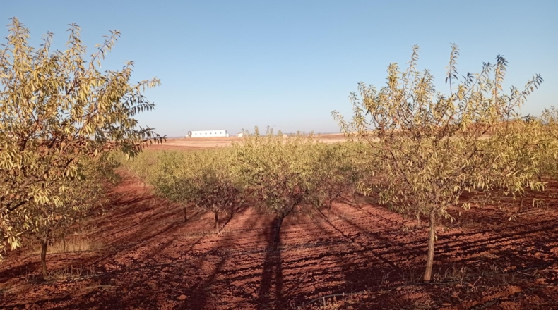 Ciudad Real - Villanueva de los Infantes - 51200m2