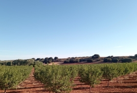 Montiel 57100&nbsp;m² 