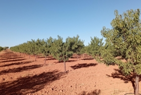Montiel 57100&nbsp;m² 