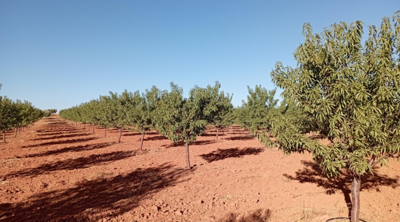 Ciudad Real - Montiel - 57100m2