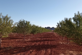 Montiel 57100&nbsp;m² 