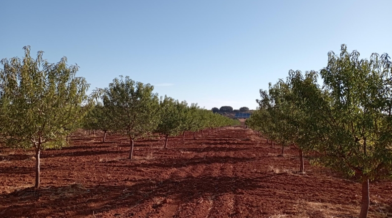 Ciudad Real - Montiel - 57100m2