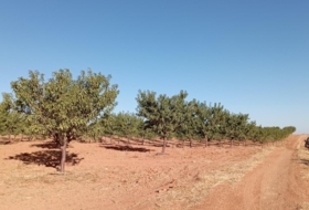 Montiel 57100&nbsp;m² 