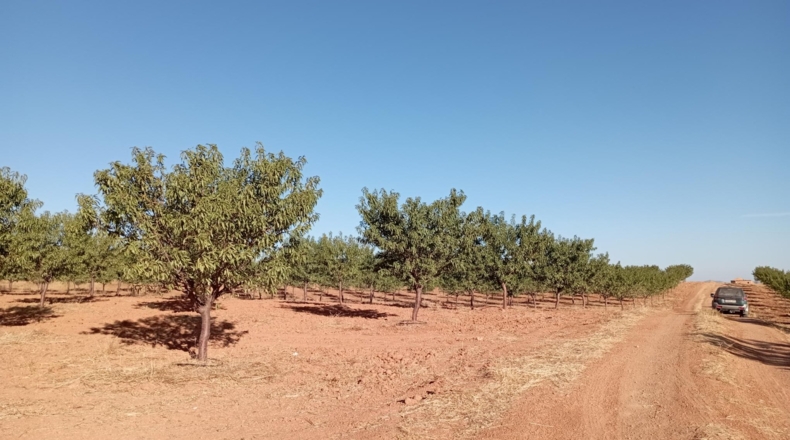 Ciudad Real - Montiel - 57100m2
