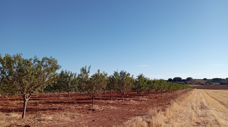 Ciudad Real - Montiel - 57100m2
