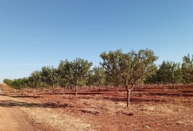 Montiel 57100&nbsp;m² 