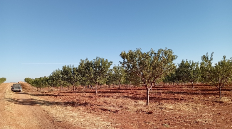Ciudad Real - Montiel - 57100m2