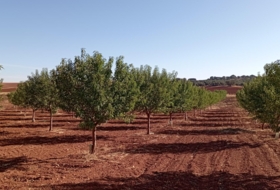 Alcubillas 51200&nbsp;m² 