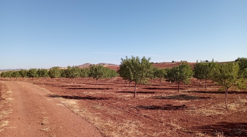 Ciudad Real - Alcubillas - 51200m2