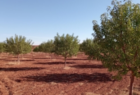 Alcubillas 51200&nbsp;m² 