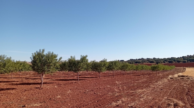 Ciudad Real - Alcubillas - 51200m2