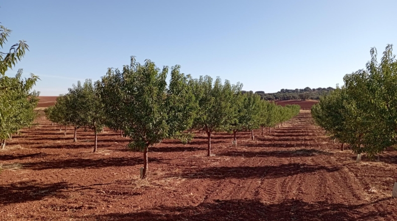 Ciudad Real - Villanueva de los Infantes - 33366m2