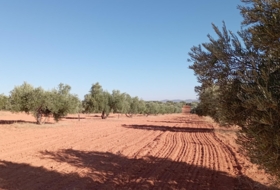 Villanueva de los Infantes 12455&nbsp;m² 