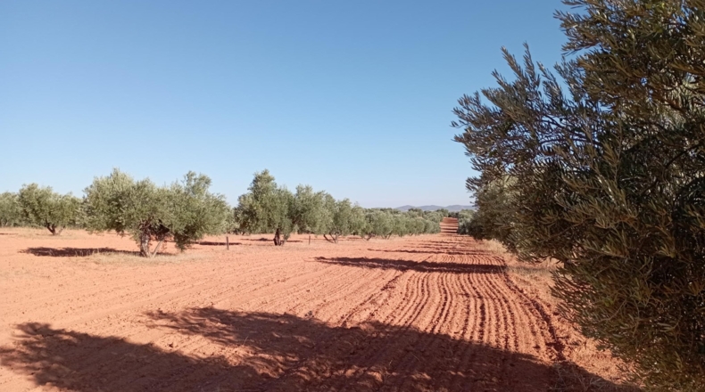 Ciudad Real - Villanueva de los Infantes - 12455m2