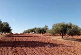 Villanueva de los Infantes 12455&nbsp;m² 