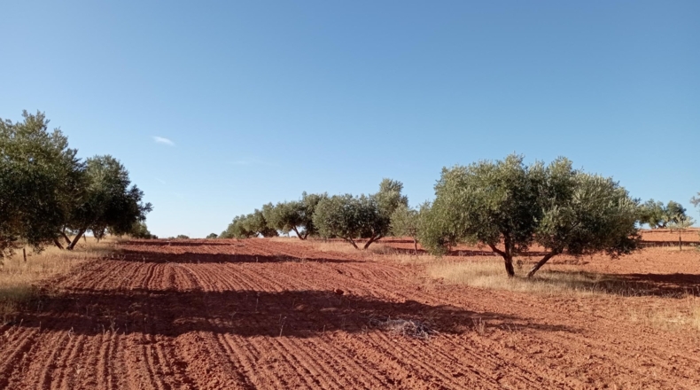 Ciudad Real - Villanueva de los Infantes - 12455m2