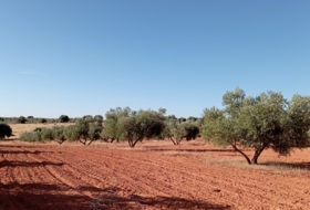 Villanueva de los Infantes 12455&nbsp;m² 