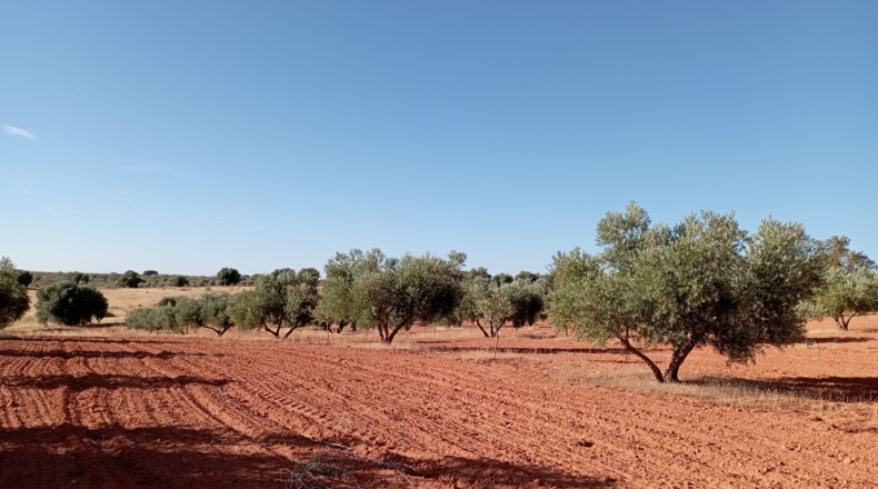 Ciudad Real - Villanueva de los Infantes - 12455m2