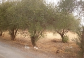 Sòl urbà en venda a la carretera del Aeropuerto kilómetro 3, Còrdova, ref.: TR57796 foto