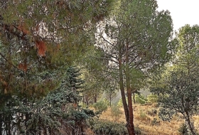 Navas del Rey 1000&nbsp;m² 