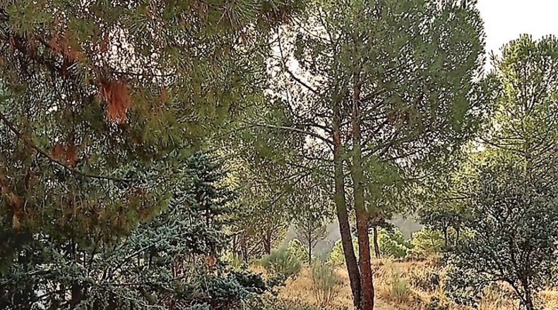 Comunidad de Madrid - Navas del Rey - 1000m2