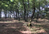 Village house for sale on ARCOS, Castroverde, ref: TR59543 photo
